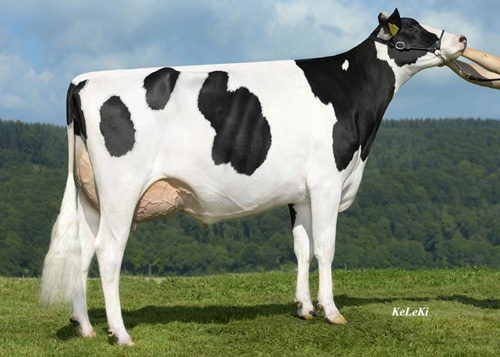VEN DAIRY SANCHEZ ELITA